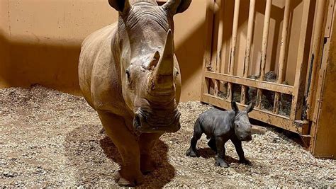 The first southern white rhinoceros born in Atlanta’s zoo arrives on Christmas Eve